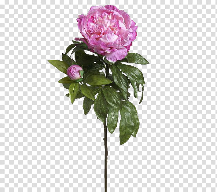 Pink Flower, Cabbage Rose, Garden Roses, Flowerpot, Cut Flowers, Plant Stem, Peony, Petal transparent background PNG clipart Pink Flower, Cabbage Rose, Garden Roses, Flowerpot, Cut Flowers, Plant Stem, Peony, Petal transparent background PNG clipart