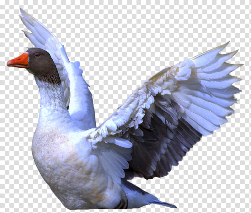 black and white duck with wings spread transparent background PNG clipart