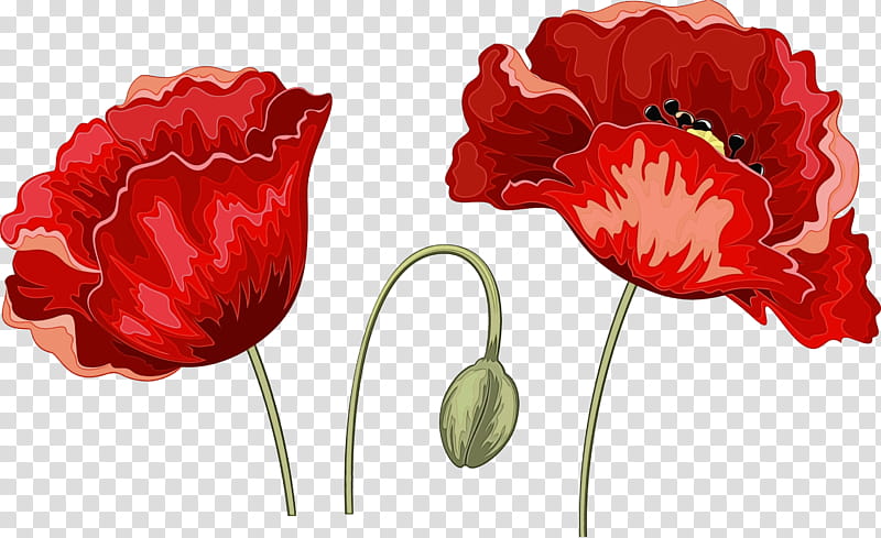 red flower petal plant tulip, Watercolor, Paint, Wet Ink, Cut Flowers, Coquelicot, Corn Poppy transparent background PNG clipart