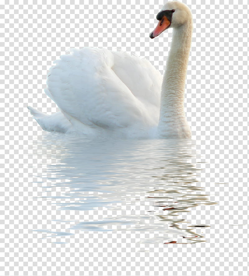 Picsart, Swans, Animal, , PicsArt Studio, , Desktop , Bird transparent background PNG clipart