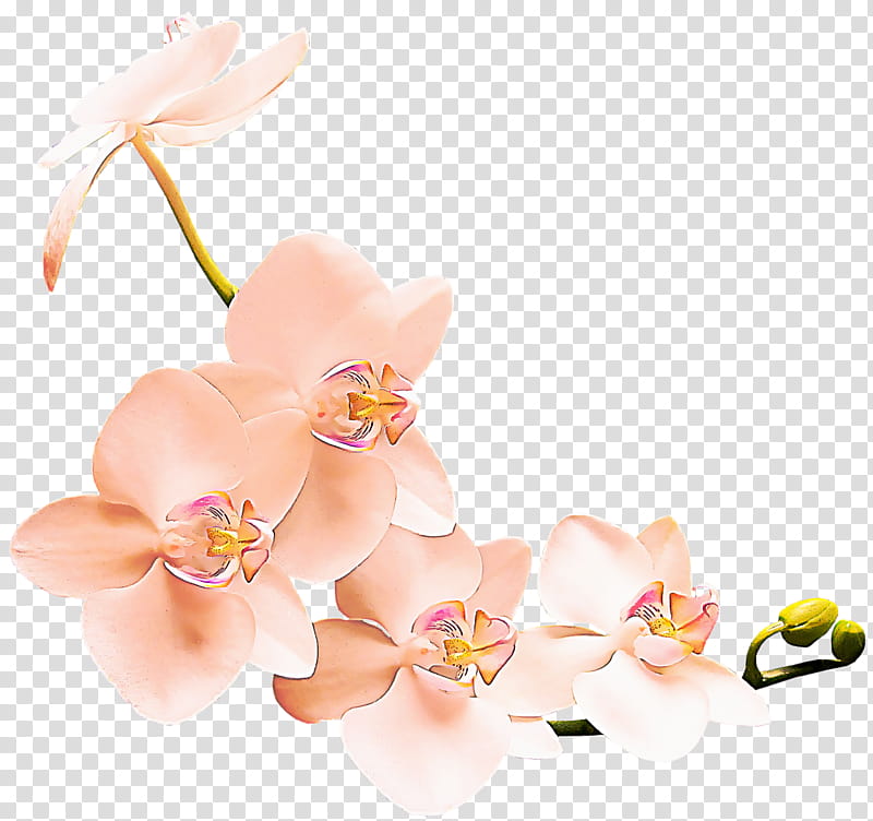 Artificial flower, Pink, Plant, Petal, Moth Orchid, Cut Flowers, Blossom, Flowering Plant transparent background PNG clipart