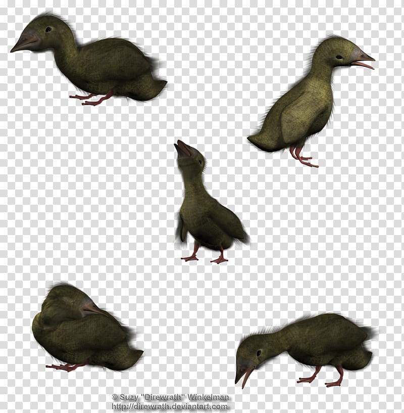Duckling set , five yellow bird graphics transparent background PNG clipart