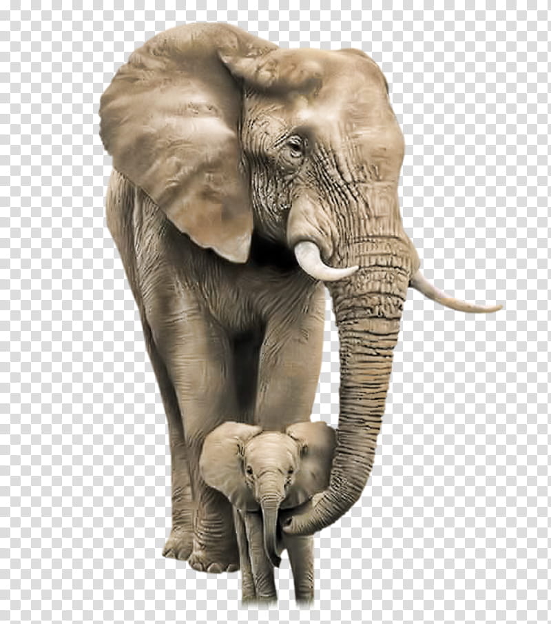 Indian Elephant, Mother, Infant, African Bush Elephant, Child, Cuteness, Animal, Painting transparent background PNG clipart