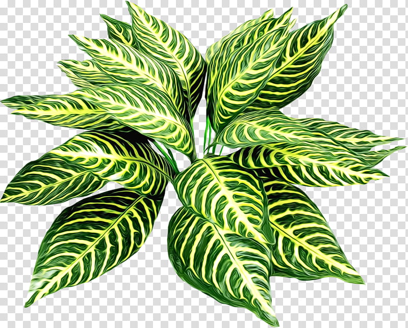 leaf plant flower terrestrial plant houseplant, Watercolor, Paint, Wet Ink, Tree, Arrowroot Family, Flowering Plant, Vascular Plant transparent background PNG clipart