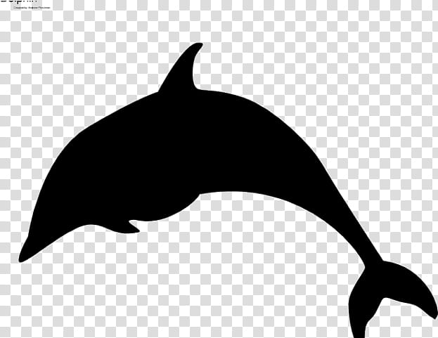 Spinner Dolphin Miami Dolphins Free Content PNG, Clipart, Area, Black And  White, Blue, Bottlenose Dolphin, Brand