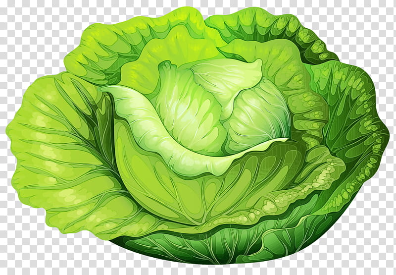 Green Leaf, Cabbage, Salad, Vegetable, Greens, Iceberg Lettuce, Food, Drawing transparent background PNG clipart