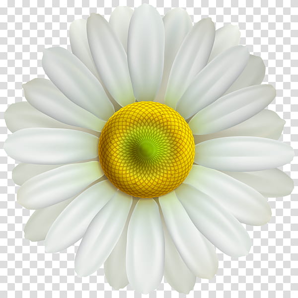 Flowers, Common Daisy, Borders , Oxeye Daisy, Silhouette, Barberton Daisy, Gerbera, Mayweed transparent background PNG clipart