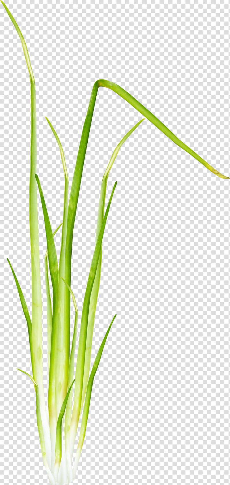 Grass Flower, Welsh Onion, Grasses, Barley, Onions, Plant, Chives, Vegetable transparent background PNG clipart