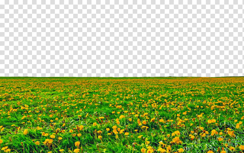 field meadow grassland natural environment green, Field, Yellow, Plant, Natural Landscape, Flower transparent background PNG clipart