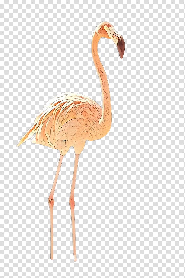 Pink Flamingo, Beak, Orange Sa, Animal, Bird, Greater Flamingo, Water Bird, Neck transparent background PNG clipart