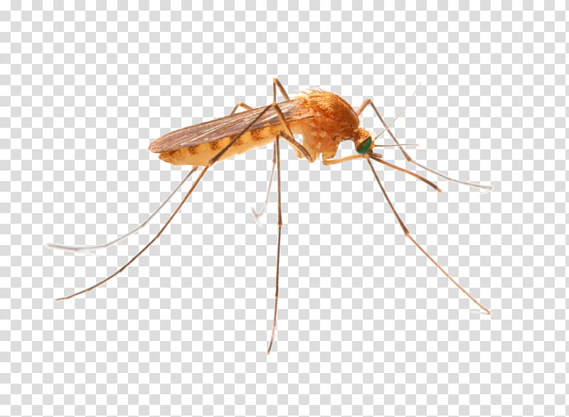 London, Mosquito Control, Termite, Insect, Pest Control, Ant, Cockroach, Insecticide transparent background PNG clipart