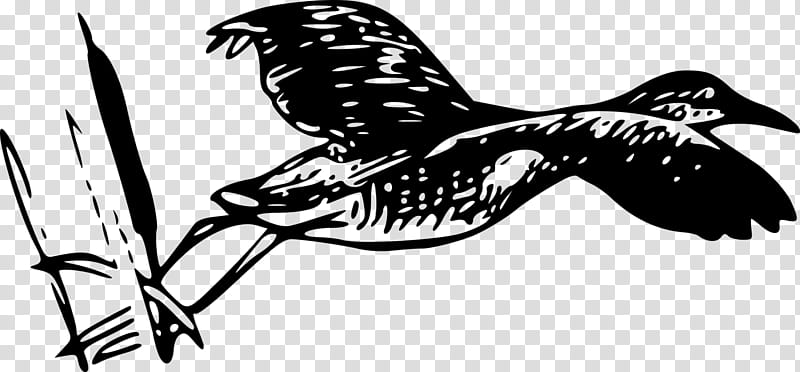 Bird Line Drawing, Beak, Hawk, Bird Flight, Bird Of Prey, Animal, Line Art, Rail transparent background PNG clipart