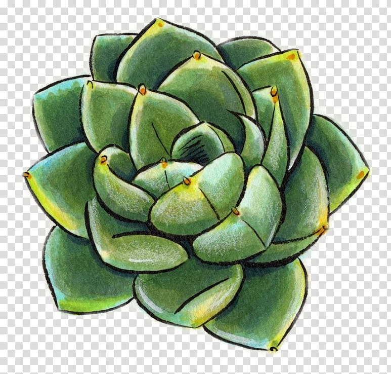 Flower Art Watercolor, Drawing, Succulent Plant, Watercolor Painting, Cactus, Pencil, Echeveria, Colored Pencil transparent background PNG clipart