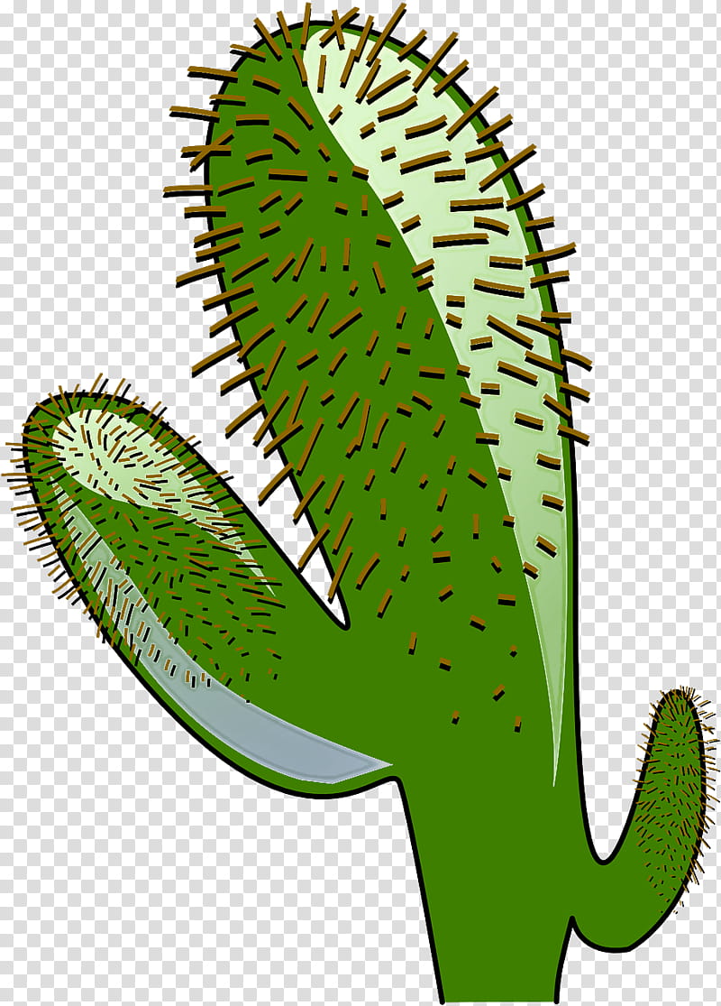 Cactus, Green, Leaf, Plant, Terrestrial Plant, Thorns Spines And Prickles, Carnivorous Plant, Flower transparent background PNG clipart