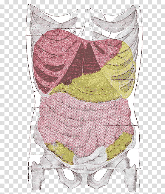 Anatomy v , human digestive system transparent background PNG clipart ...