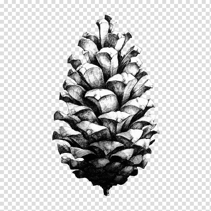 Conifer cone Drawing Paper Collective Nature 1:1 Pine Cone Design, Painting, Poster, Fir, Sugar Pine, White Pine, Oregon Pine, Red Pine transparent background PNG clipart