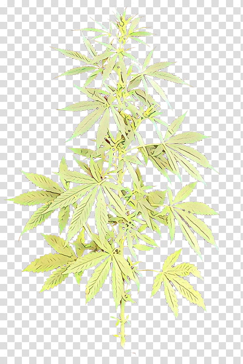 plant leaf flower flowering plant hemp family, Cartoon, Tree, Plant Stem transparent background PNG clipart