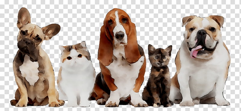 Dog And Cat, British Longhair, Singapura Cat, Pet, Puppy, Veterinarian, Dog Houses, Dog Food transparent background PNG clipart