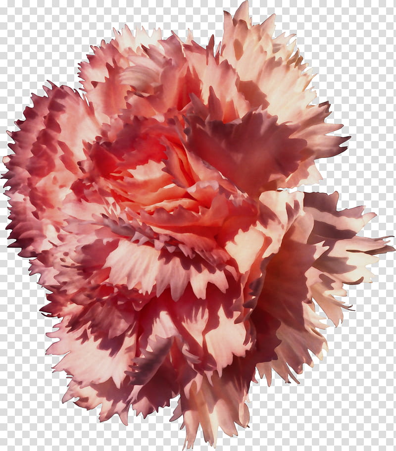 flower carnation pink plant cut flowers, Watercolor, Paint, Wet Ink, Dianthus, Pink Family, Petal transparent background PNG clipart