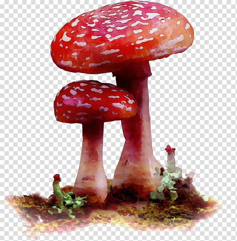 Watercolor Natural, Paint, Wet Ink, Edible Mushroom, Medicine, Agaric, Medicinal Fungi, Fungus transparent background PNG clipart