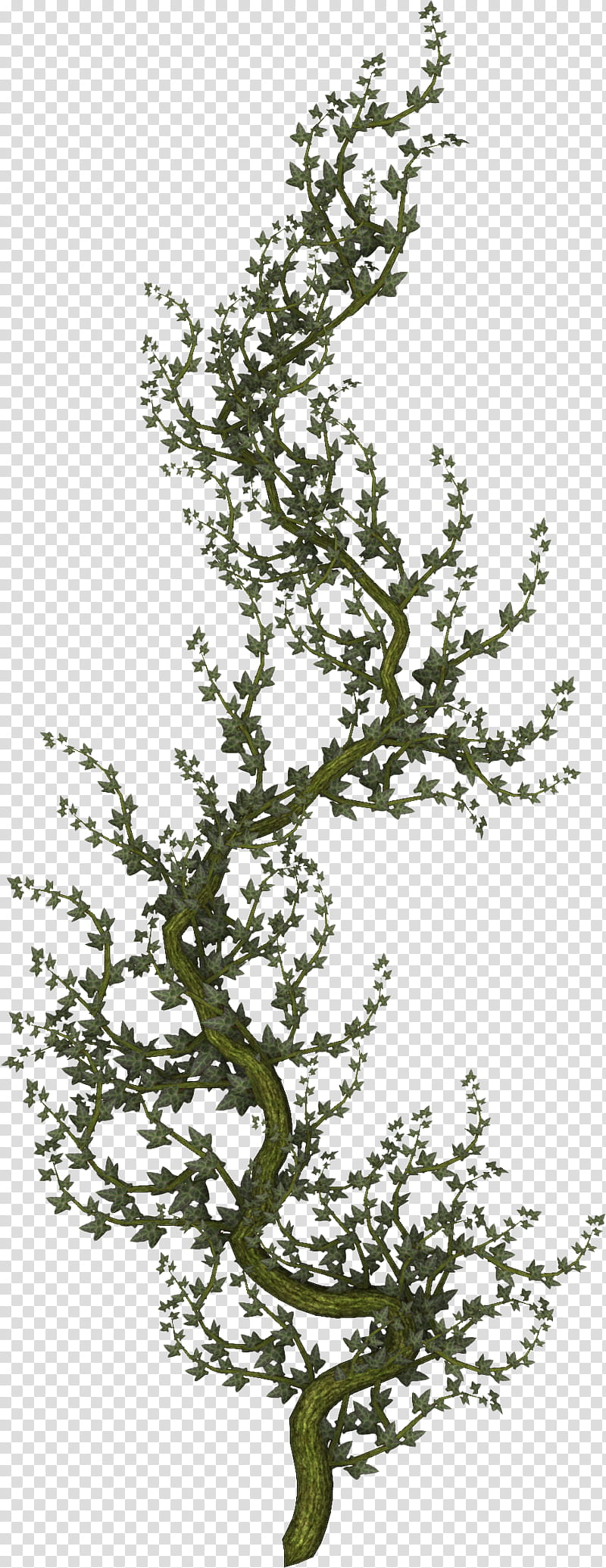 Creepers n Vines, green-leafed tree in white background transparent background PNG clipart