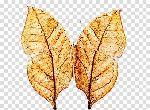 Oak Leaf, Butterfly, Moth, Insect, Orange Oakleaf, Coat, Asics Laufjacke Herren, Clothing transparent background PNG clipart