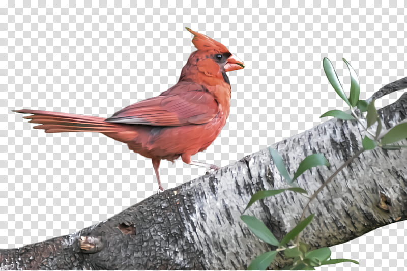 bird northern cardinal cardinal beak perching bird, Songbird transparent background PNG clipart