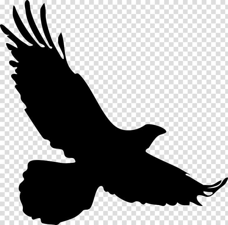bird logo bald eagle hawk falcon animal philippine eagle accipitridae golden eagle transparent background png clipart hiclipart bird logo bald eagle hawk falcon
