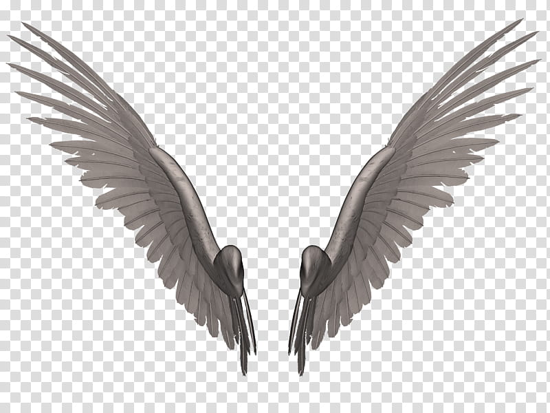 Feathered Wings B , gray wing illustration transparent background PNG clipart