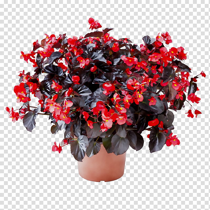 Flowers, Azalea, Flowerpot, Houseplant, Begonia, Artificial Flower, Iphone Xr, Cut Flowers transparent background PNG clipart