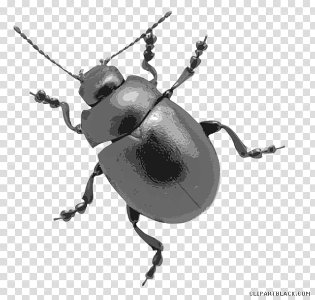 Ladybird, Beetle, Ladybird Beetle, Insect, Black And White
, Dung Beetle, Weevil, Scarabs, Pest, Fly transparent background PNG clipart
