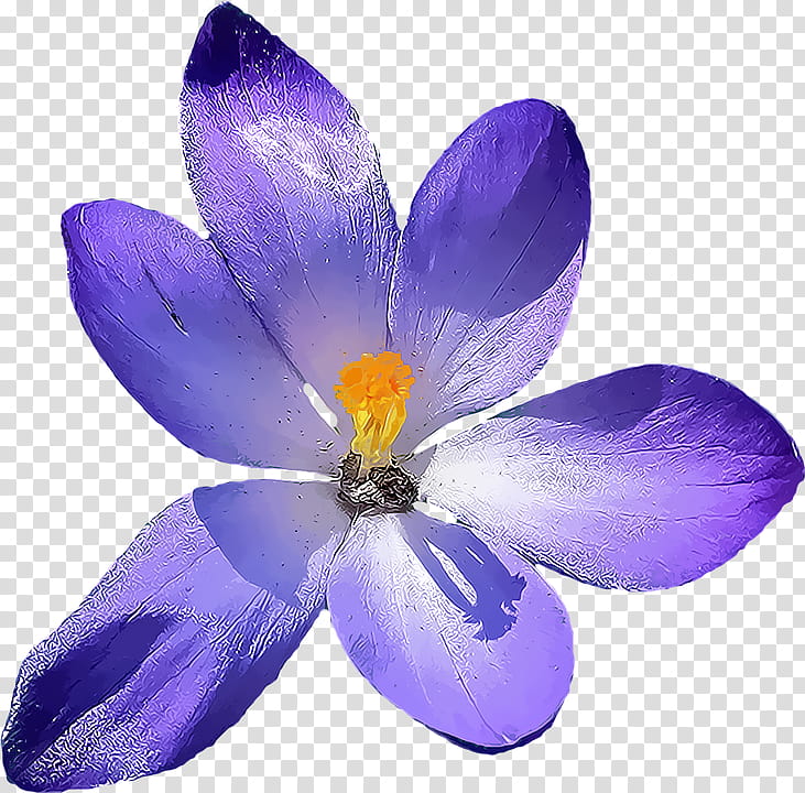Spring  YEAR ON DA, purple crocus flower isolated on black background transparent background PNG clipart