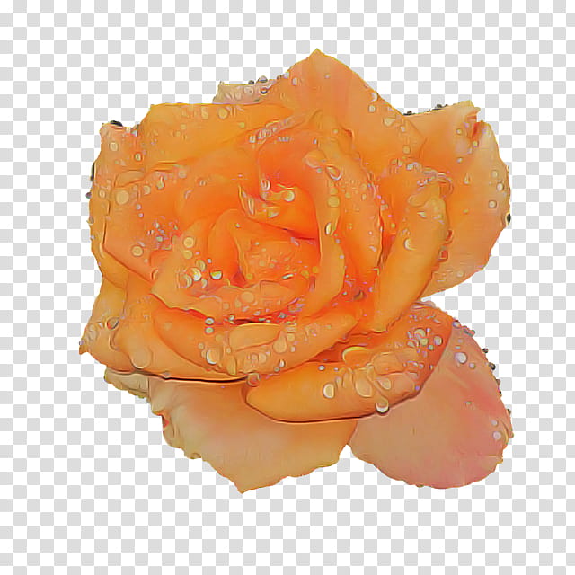 Garden roses, Orange, Petal, Flower, Rose Family, Yellow, Plant, Rose Order transparent background PNG clipart