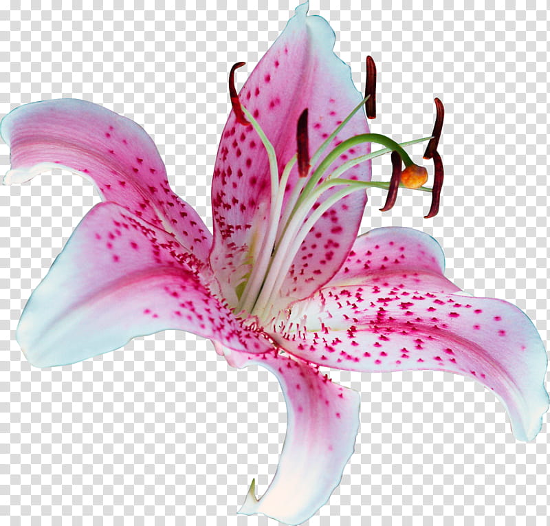 UNRESTRICTED Lily Flower, white and pink flower transparent background PNG clipart