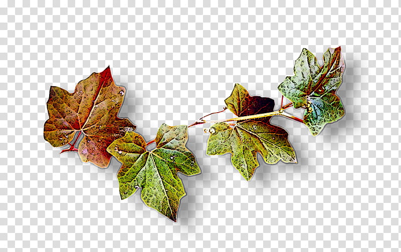 Maple leaf, Grape Leaves, Tree, Plant, Flower, Plane, Woody Plant, Branch transparent background PNG clipart