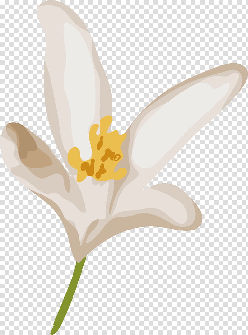 White Lily Flower, Tulip, Narcissus, Plant Stem, Yellow, Flora, Petal, Seed Plant transparent background PNG clipart