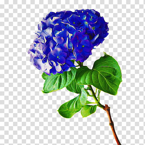 flower flowering plant blue plant cut flowers, Hydrangea, Petal, Hydrangeaceae, Cornales, Lilac transparent background PNG clipart