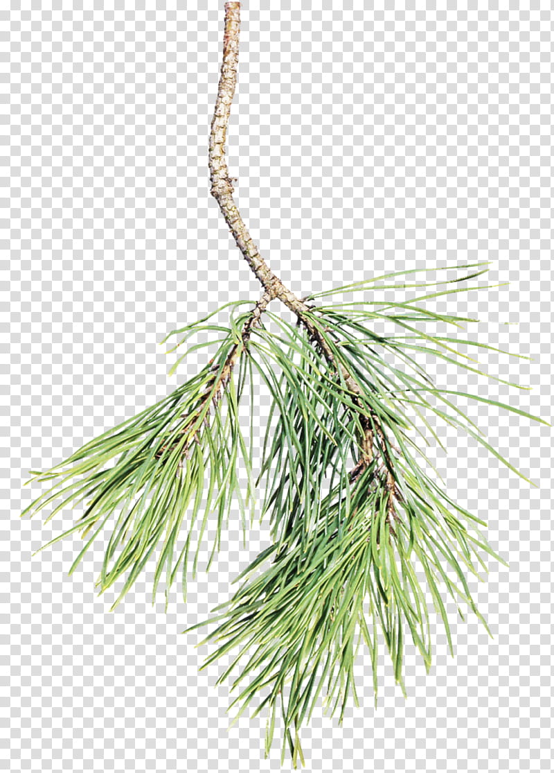 columbian spruce white pine red pine yellow fir shortstraw pine, Lodgepole Pine, Jack Pine, Loblolly Pine, Oregon Pine, Georgia Pine transparent background PNG clipart