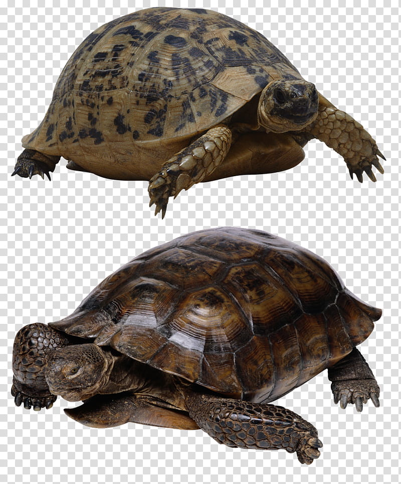 Sea Turtle, Reptile, Tortoise, Giant Tortoise, Animal, Green Sea Turtle, Pond Turtle, Box Turtle transparent background PNG clipart