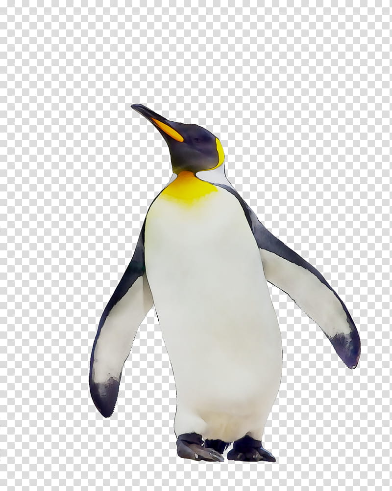 Penguin, Book, King Penguin, Book Depository, Beak, Bird, Flightless Bird, Emperor Penguin transparent background PNG clipart