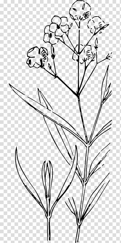 Flower Line Art, Oleander, Drawing, Shrub, Plants, Bud, Plant Stem, Painting transparent background PNG clipart