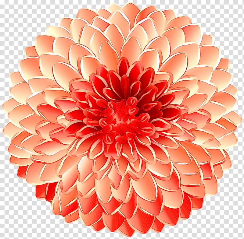 Pink Flower, Dahlia, Floristry, Cut Flowers, Peach, Orange, Petal, Plant transparent background PNG clipart