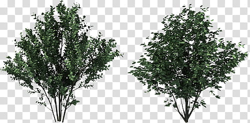 Full, two green trees transparent background PNG clipart