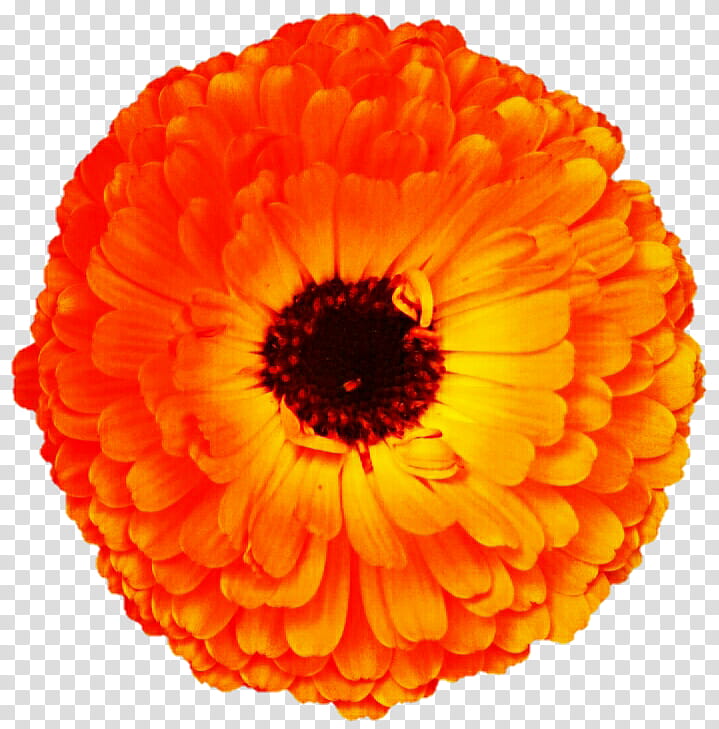 Sunset Fall Daisy transparent background PNG clipart