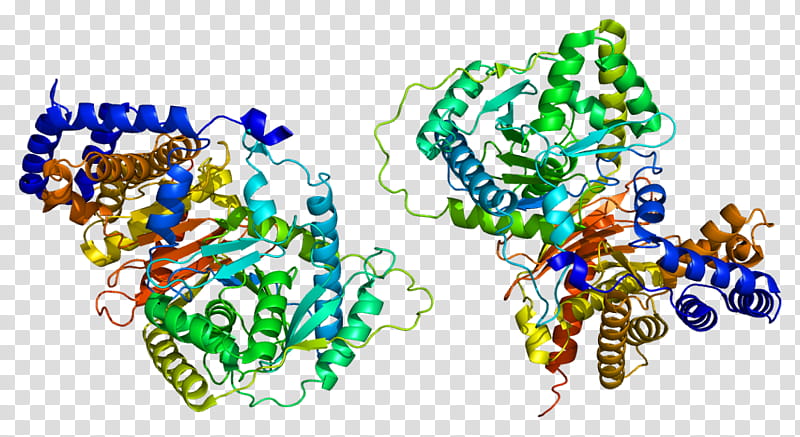 Carnitine Oacetyltransferase Text, Acyltransferase, Carnitine Palmitoyltransferase I, Acetyl Group, Structure, Carnitine Palmitoyltransferase Ii, Protein, Carnitineacylcarnitine Translocase transparent background PNG clipart