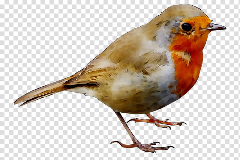 Robin Bird, European Robin, Finches, House Sparrow, American Sparrows, Old World Flycatchers, Forumactif, Beak transparent background PNG clipart