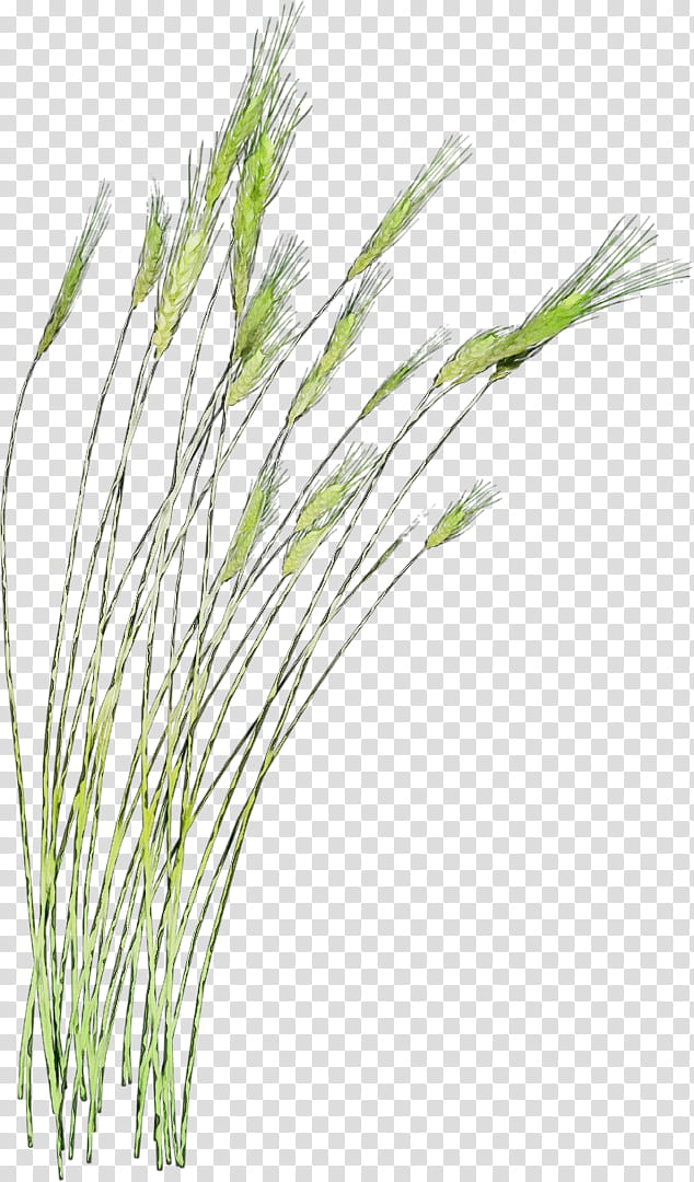 Watercolor Flower, Paint, Wet Ink, Sweet Grass, Vetiver, Emmer, Barleys, Plant Stem transparent background PNG clipart