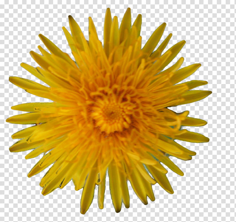 spring flowers , yellow spider chrysanthemum flower illustration transparent background PNG clipart