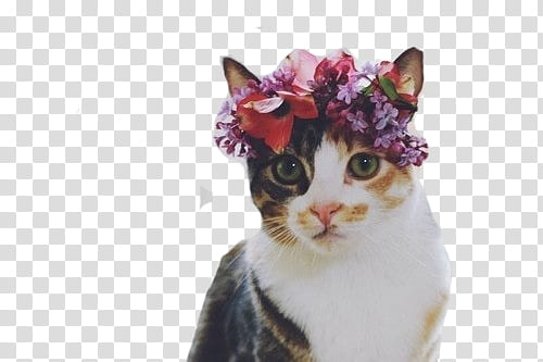 , cat with flower on head transparent background PNG clipart
