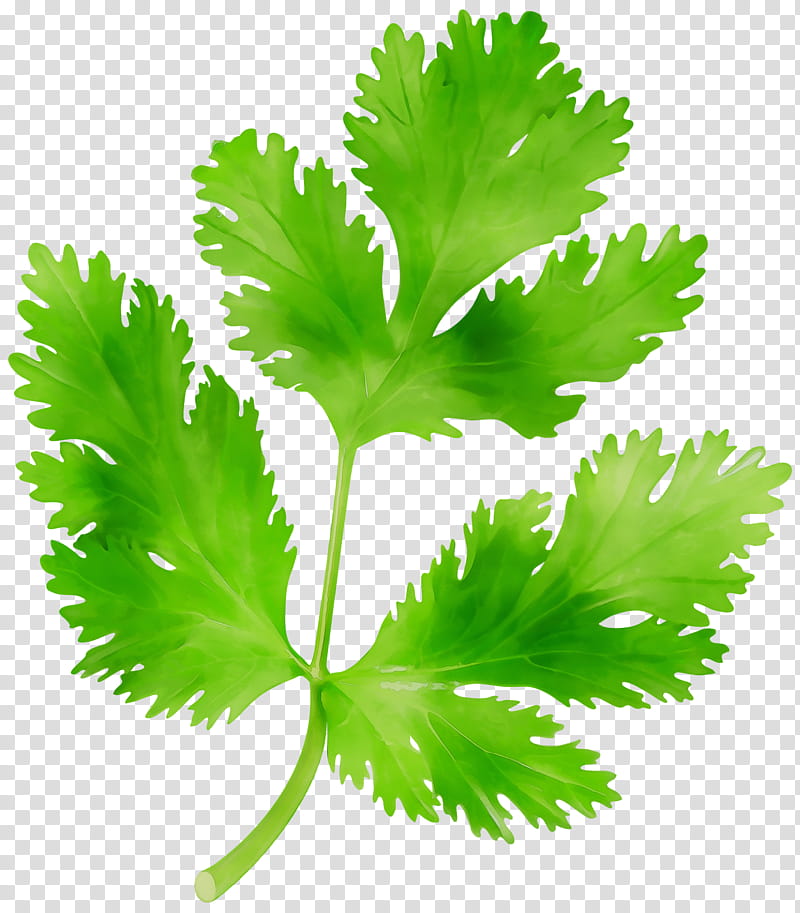Drawing Of Family, Parsley, Coriander, Greens, Herb, Leaf, Food, Celery transparent background PNG clipart